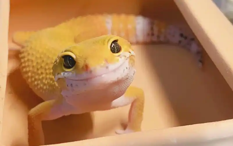 关于喂守宫饲料的那些选择_哔哩哔哩_bilibili