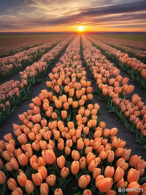 郁金香花海,是一幅美丽的画卷,也是一场色彩斑斓的盛宴.