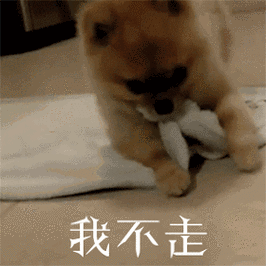 沟谷翻身毛巾我不走gif动图_动态图_表情包下载_soogif