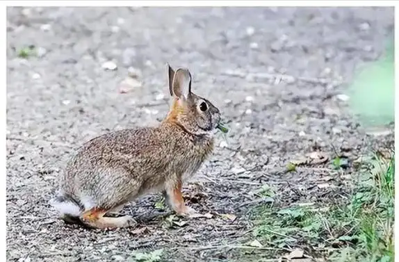 疯狂|世纪|野兔|兔子|澳大利亚_网易订阅