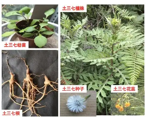 医生提醒土三七不是三七近期已有多名患者食用后中毒