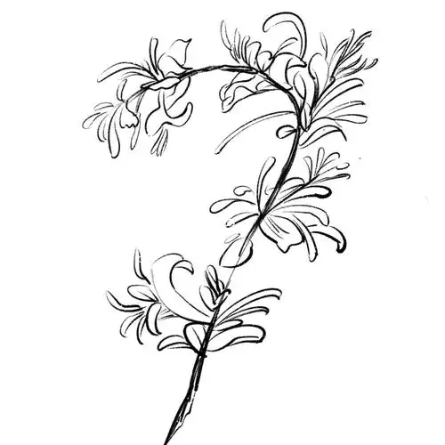 金银花_金银花_procreat_兴趣爱好_绘画