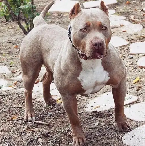 肌肉条块状眼神