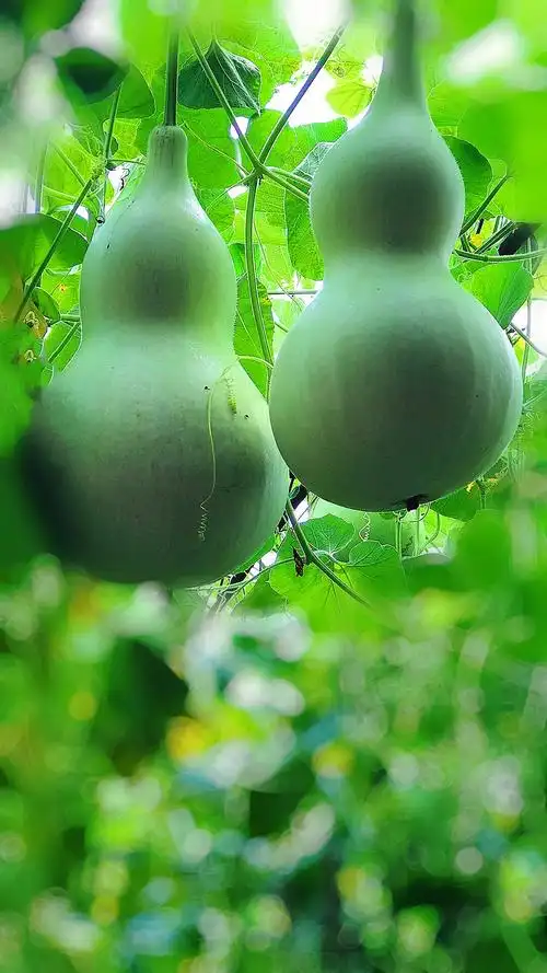 【星连文学社】广西诗人陈熠明:葫芦藤上葫芦娃