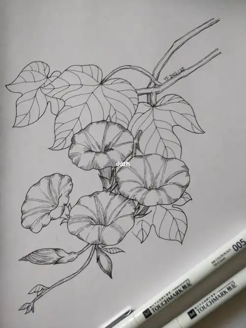 黑白线描花卉第19天牵牛花