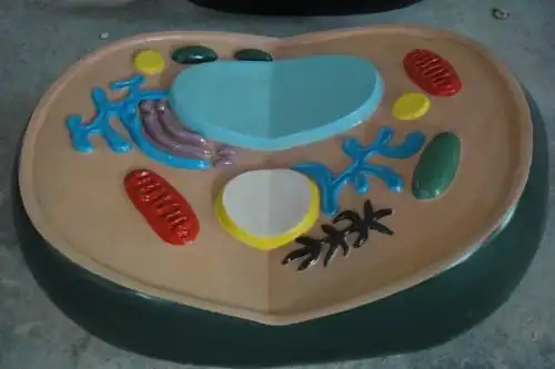 深圳德方园生产叶绿体光合作用模型,dna模型,突触模型