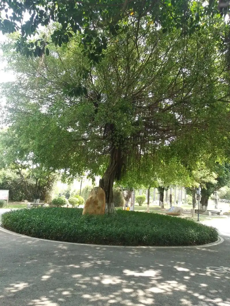 今天没事来到了福建晋江八仙山公园游玩拍了这些景色与大家共享# - 抖