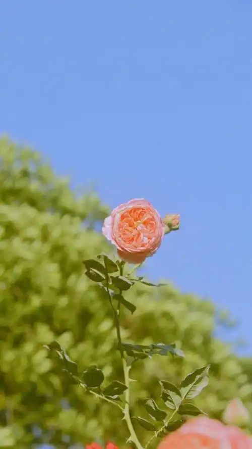 小清新风月季花唯美风景,高清图片,手机锁屏桌面-壁纸族