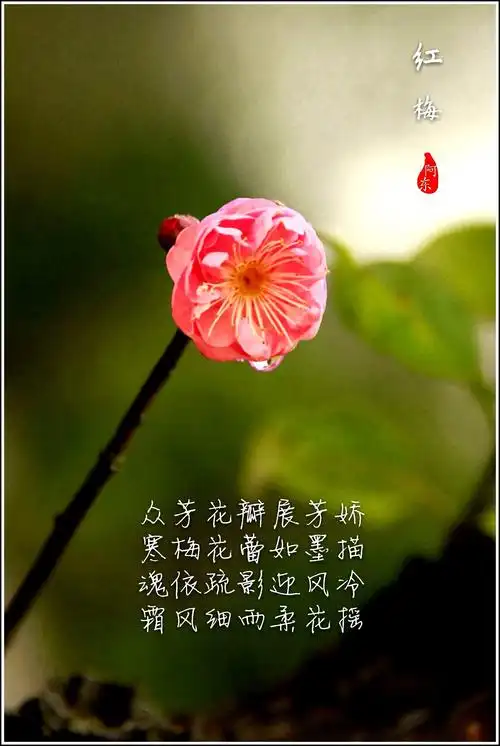 梅花系列(三)《雨中探梅》