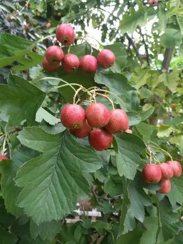 自已种的果木树,秋季采摘果实,请大家观赏于2018年10月28日制作.