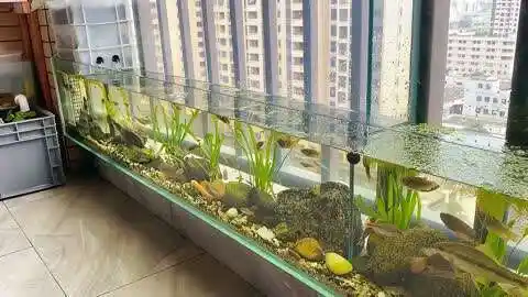 自制阳台溪流鱼缸,一年多的折腾效果分享