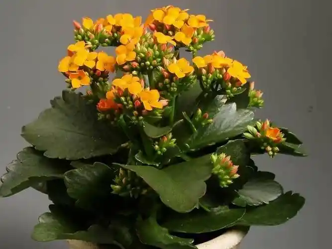 秋季这样养"长寿花",开花多十倍,枝叶繁茂茁壮成长,花苞满盆