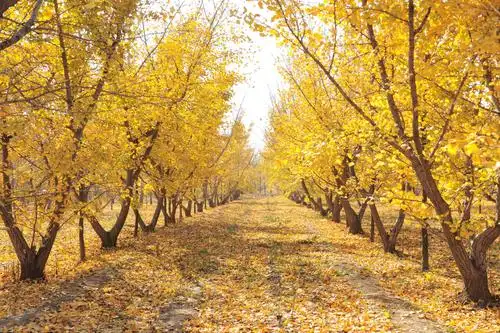 追秋银杏林 满地尽黄金