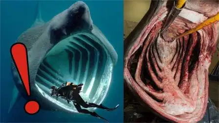 盘点世界上最凶猛的鲨鱼