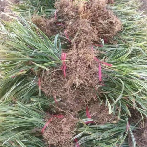 沿阶草小苗 沿阶草袋苗 铺散沿阶草 矮小沿阶草 多年生常绿草本