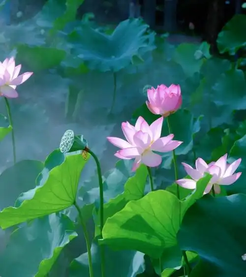 误入仙境夏日荷花赏