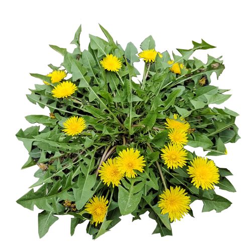 蒲公英黄花地丁中药材蒲公新鲜现挖全草整株带根其他药食同源食品