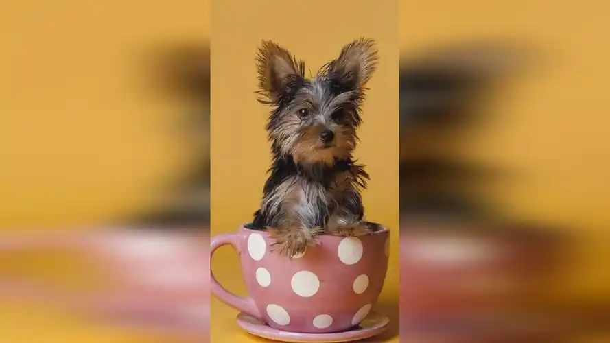 茶杯犬有哪些特点