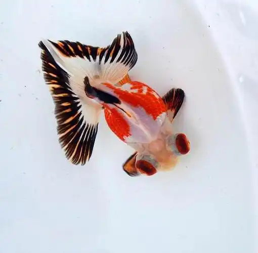 兽兽·美术吗?的相册-蝶尾金鱼