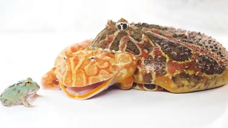 血丝南瓜角蛙:我也要套个蛙_网易视频