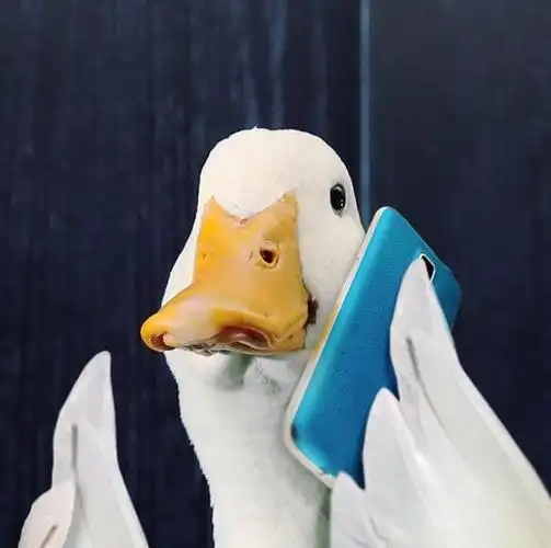 超萌的宠物小鸭子,拍广告,当明星,迎娶白富美走上鸭生巅峰