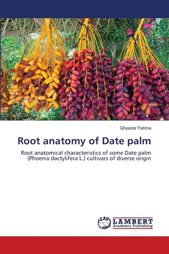 预售 按需印刷 root anatomy of date palm