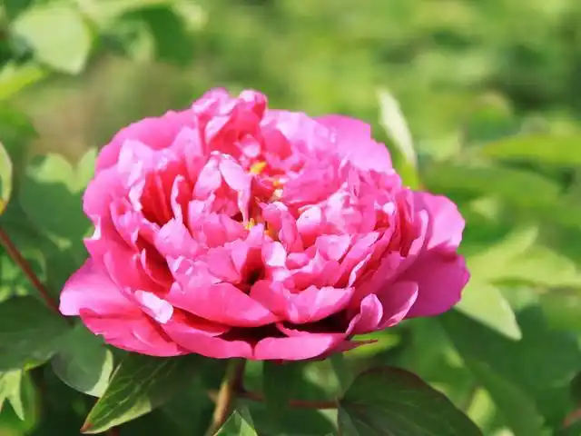 "6种"大气的花,适合养在大客厅,生机勃勃,高端上档次