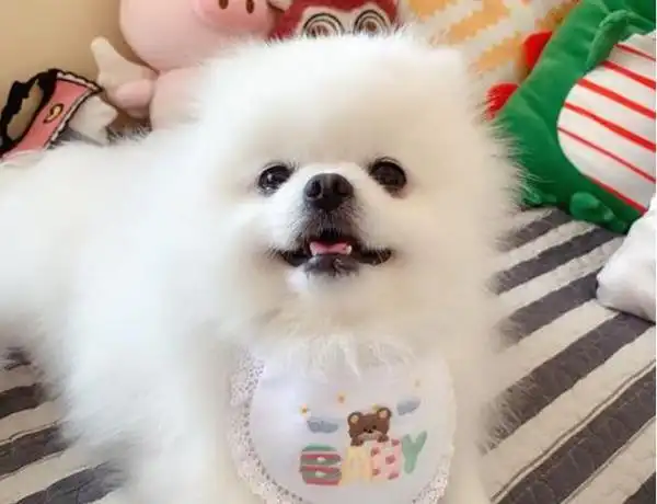 尖嘴博美和圆嘴博美的区别(博美嘴巴尖好还是圆好)-七暖网