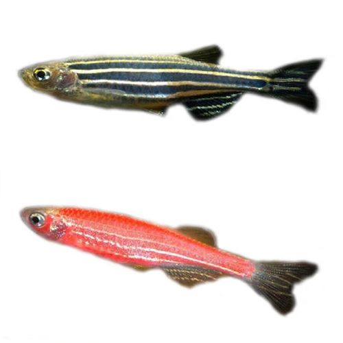 墨一红斑马鱼蓝斑马鱼小型热带鱼观赏鱼灯科鱼群 混装【1.5-2.