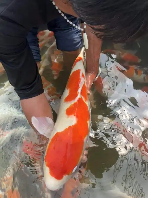 锦鲤鱼大正三色红白锦鲤按斤称红草金饲料鱼观赏鱼活体鱼苗喂奶鱼