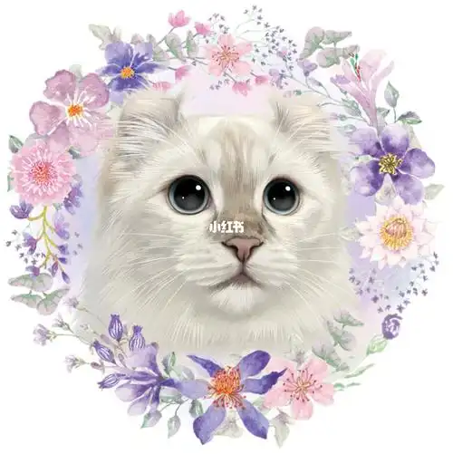 锅锅子出来营业喽!美国卷耳猫9307 dc