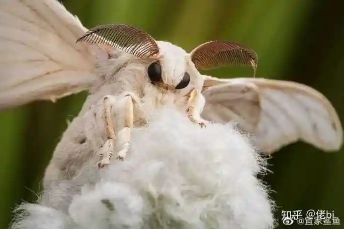 蛾子飞到身上代表吉凶 蛾子飞身上什么寓意-神机妙算网