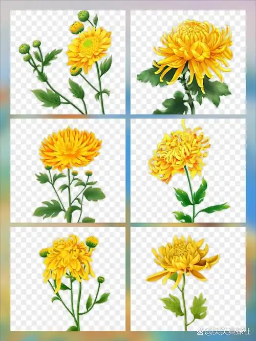 清泉凝白雪 这组秋日菊花免抠素材,精美亮丽 也很适合用于节日海报,视