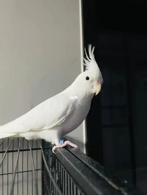 下次可以和牛牛来一组照片#玄凤鹦鹉  #玄凤喷点