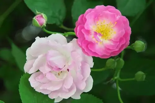 悄无声息的疲倦最为致命