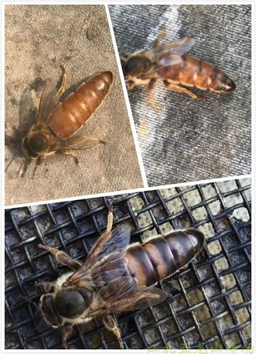 意蜂蜂王包邮活体产卵新王交尾王生产蜜王处女王高产黑王黄王浆王