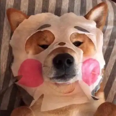 搞笑动物头像笑死人 高清搞怪逗比小动物头像 - 微信头像 - 潮人个性