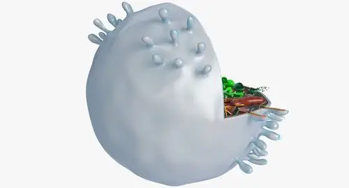 animal cell model