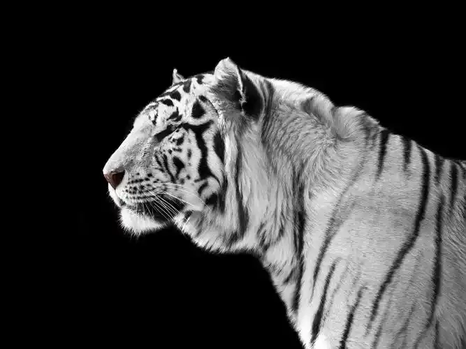白色老虎侧视图,黑背景 iphone 壁纸
