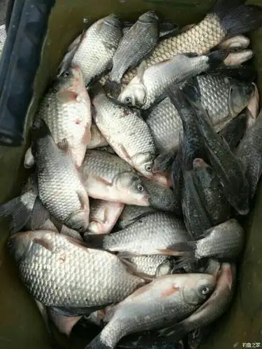 鱼货还可以, 红虫饵料钓鲤鱼 - 钓鱼之家