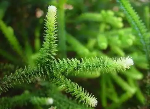脑血栓的"天然福药",白开水加它一起泡,坚持吃溶血栓,病不扰