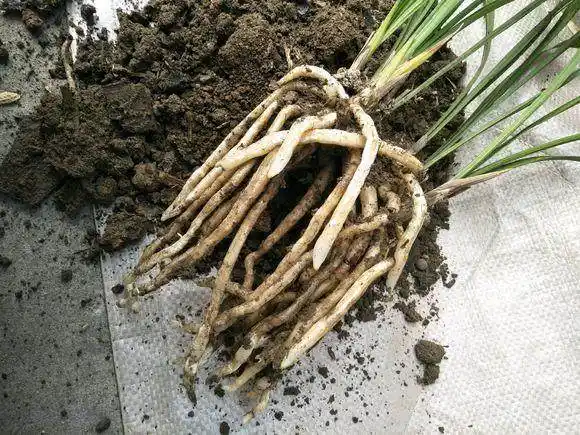 养兰先养根,2个技巧,兰花长白根猛开花