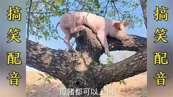 搞笑配音:男人靠得住,猪都会上树,这句话是谁说的!