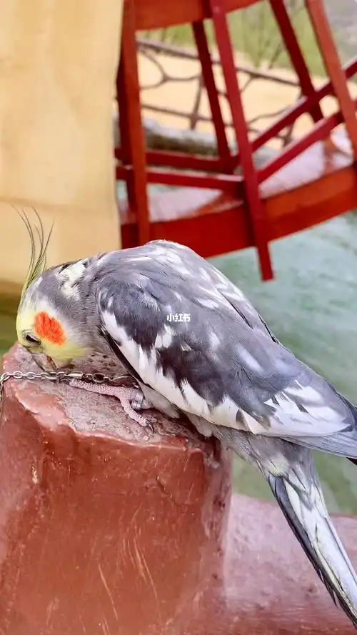 玄凤珍珠公的蜕变