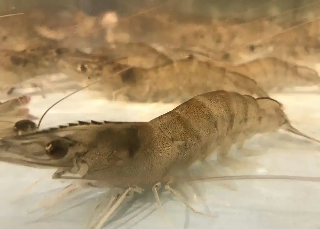 别人狂吃不胖自己喝口水都发胖或许是没有养成一些好习惯