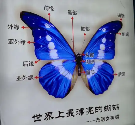 其它 凤翔蝴蝶谷踏春 写美篇蝴蝶各部位名称,仔细看看