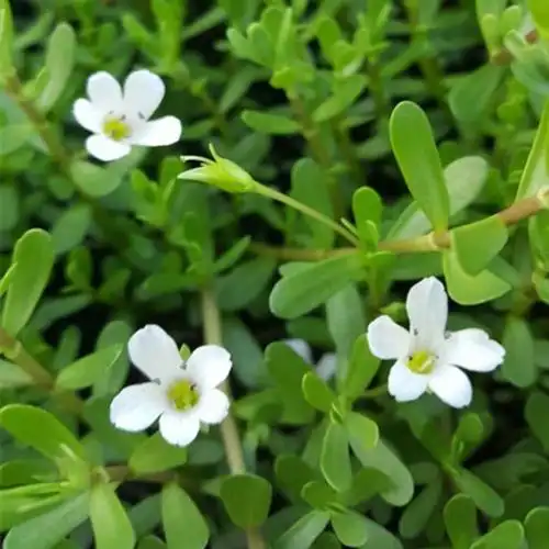 假马齿苋浓缩粉假马齿苋粉生产厂家