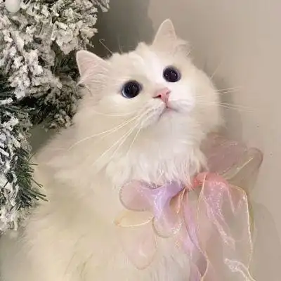 超可爱甜美猫咪头像治愈高级质感 猫咪情侣头像一左一右高清_动物头像