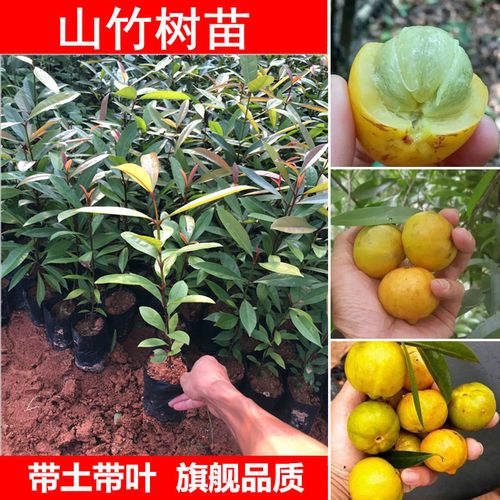 泰国无籽山竹苗树苗山竹苗果苗盆栽地栽南方种北方种水果树苗广西