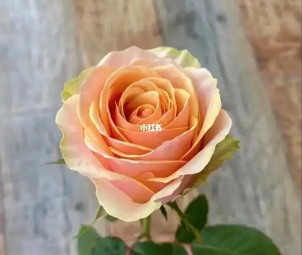 迪威娜玫瑰颜色独特花瓣厚实花期长